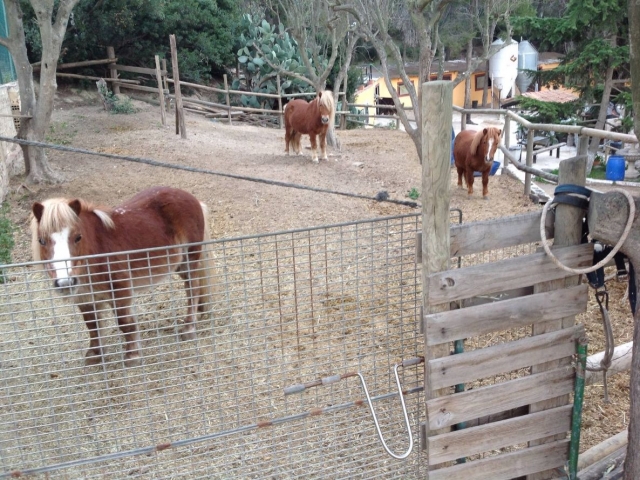  Our beautiful ponies